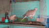 3 Pair Running Australian Dove